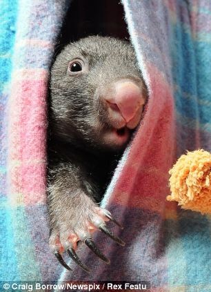 车祸中失去母亲 澳洲袋熊宝宝布袋里安新家(图)(2)