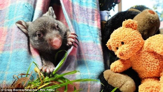 车祸中失去母亲 澳洲袋熊宝宝布袋里安新家(图)(3)