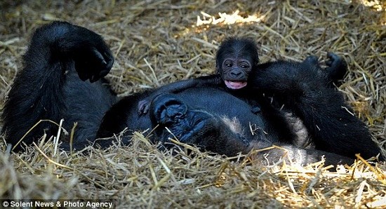 ���������趺��������С��Ѿĸ�����黥����ͼ����3��