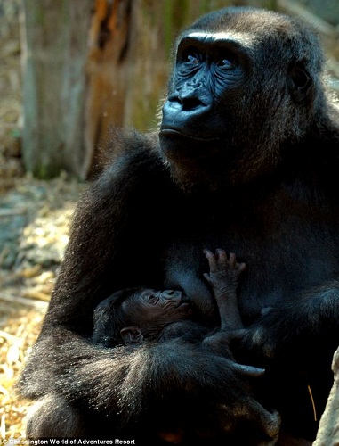 ���������趺��������С��Ѿĸ�����黥����ͼ����5��