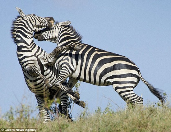 ��Ϸ��ˣ��򶷡����͡�����ŭ��ͬ��������ͼ����5��