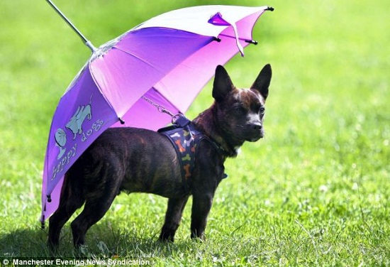 ���첻��Ӣ���������˸���Ȯ����������ɡ��ͼ����3��