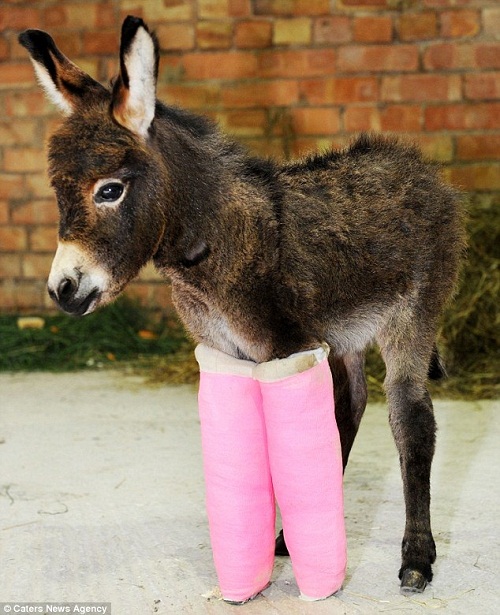 小驴腿部无力 兽医为其装上"拐杖"助行走(图)