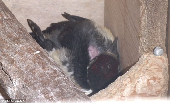 С��ľ����к������ɺ�������ͷ�ϵ�ιʳ��ͼ����3��