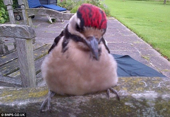 С��ľ����к������ɺ�������ͷ�ϵ�ιʳ��ͼ����4��