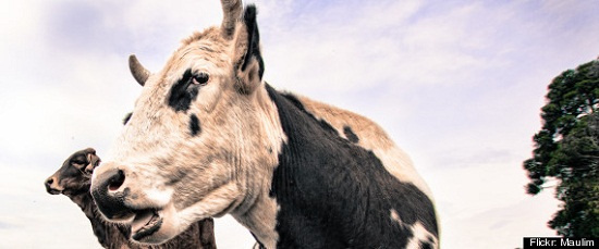 ��ţ����ӵ̱�����������Ա������£�ͼ��