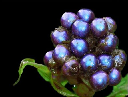 ��ѧ���ڷ������ַ���ȫ����ɫ��Ѥ��ˮ����ͼ��