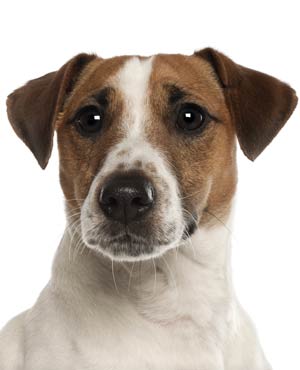 ���ӿ���ײ�����Ӽ�����Ȯ�������塰������