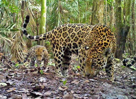 ������ѧ�Ҽƻ���¡���޻��ȱ�Σ���ͼ��