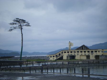 日本大地震中幸存的“奇迹”松树重现原地(图)