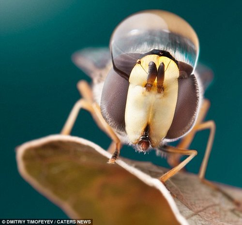 ��Ӱʦ�������棺����������ˮ�Σ���ͼ��