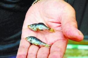 盘点自然界视觉盛宴:“鱼雨”之谜至今未解(图)(4)