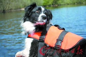 天才救援犬能潜水搜救从小就有嗅探天赋(图)