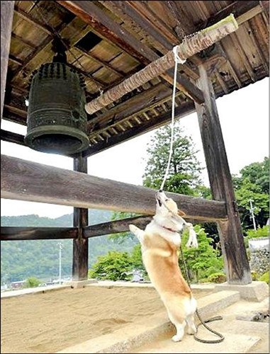 �ձ���ײ��Ȯ������ײ��5�겻ꡣ�ͼ��