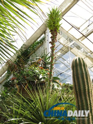 Ӣ��������ʳ��ֲ�15������ڳɹ�������ͼ��