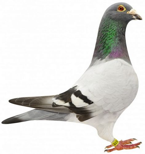 �ձ�һ�������ʱ��;��7000����Խ�󵽼��ô�