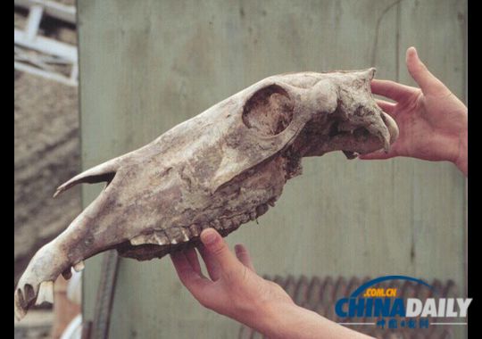 基因专家称已经可以破解约70万年前生活在加拿大地区的史前马的基因