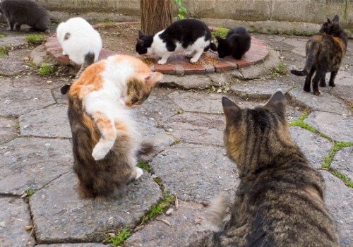 ����һ����Ů�޹�ʱ��ҰèȺ����Щɥ����ͼ��