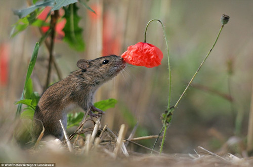 ��Ӱʦ���������������������š�С�컨��ͼ��