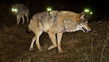 �¹�����������Ⱥר�ҹ��������ѳ�150ֻ��ͼ��