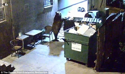 �������ߺ��Ŵ�����͵ʳ����Ͱ����ʳ�ͼ��