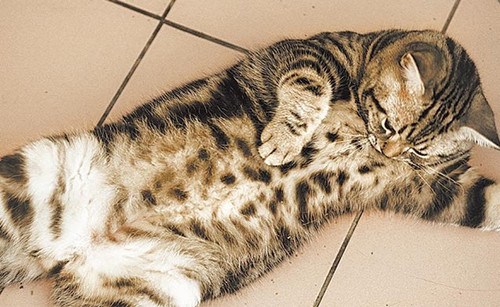 Ӣ��ר�ҽ���è����Ϊѧ���Ǳ�ʾϲ���������