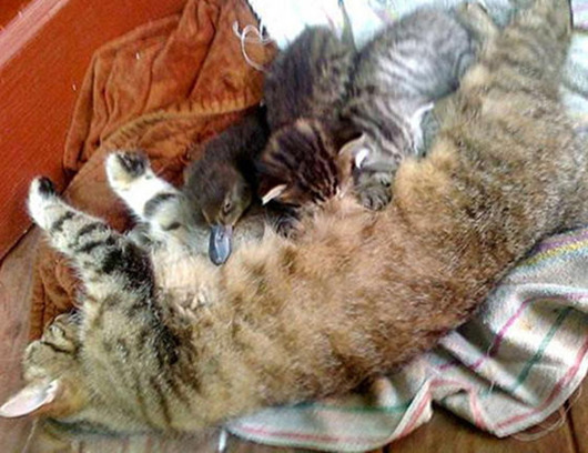 ĸè��ر���������СѼ����Ӱ���뵱�Լ�����