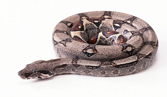 加拿大宠物店蟒蛇逃脱两名男童不幸被绞死(图)