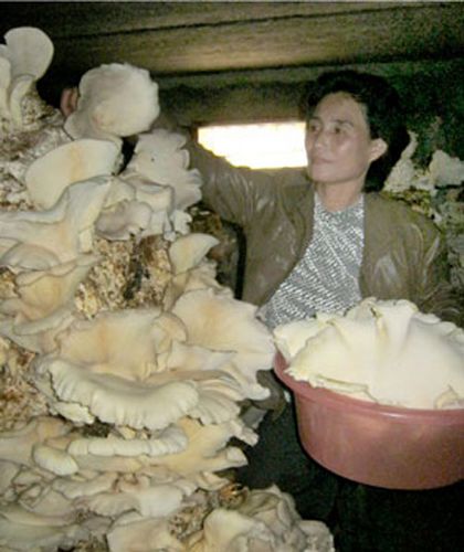 ����һũ��������20������Ģ���ٹ��䶯��ͼ��