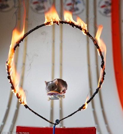 С�����ո��󵨴󡱳˻��崩Խ��Ȧ����ͼ��