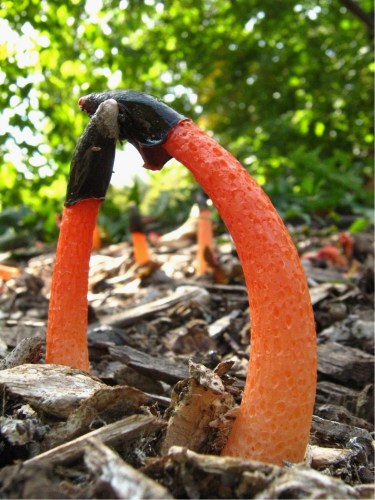 莫斯科近郊现俄罕见蘑菇 菌体伴恶臭竟可食(图)