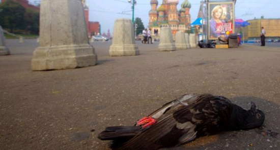 莫斯科现“僵尸”鸽飞行时从空中摔落死亡(图)