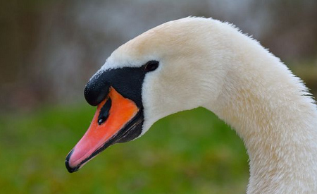 ӢŮ����ӵ������������ɱ�տ��������飨ͼ��