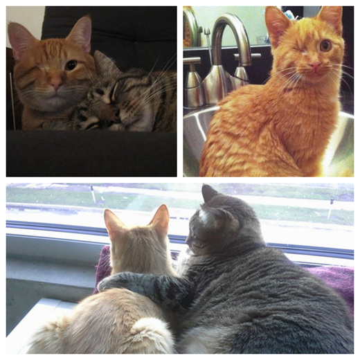 ����1�����ڽ���15����è�����š�����Сè����