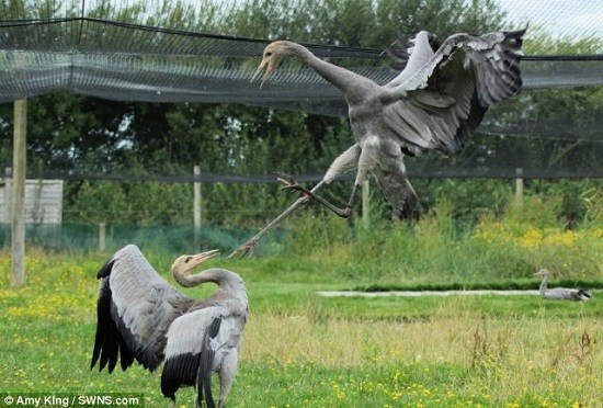 Ӣ������ŭ�Ĵ����ݸ���ڹ��ӽ�����裨ͼ��