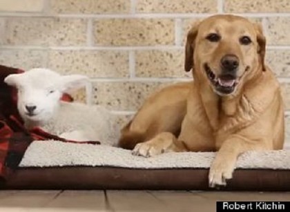 ������С��ʧȥĸ�׹����䵱��ķΪ��ϴ�裨ͼ��