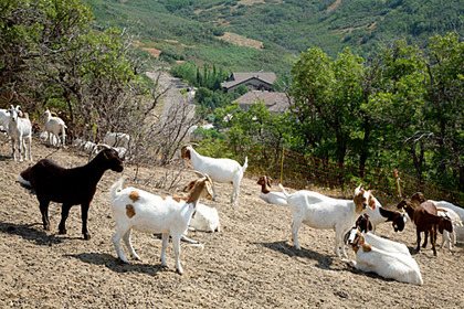 ��һũ����ʺ����ȼ8��������š�Ũ��ζ����