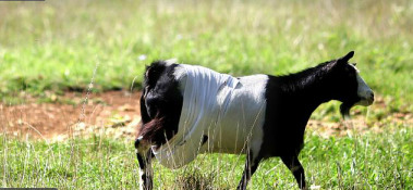 ����һĸ����������������ߣ�ͼ��