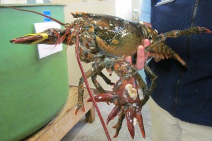 美罕见6爪龙虾被送往水族馆免成盘中餐(图)