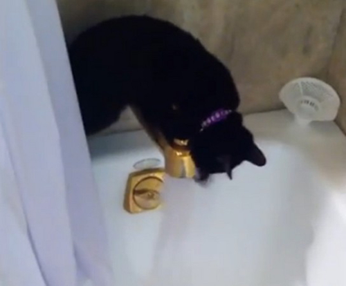 黑猫好奇玩水失足跌进浴缸狼狈飞奔出浴室