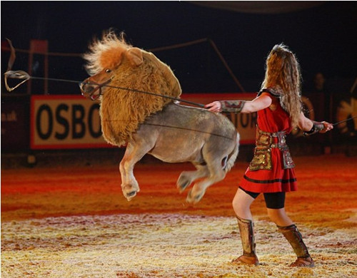 马儿扮狮子登台表演 陷"自我认同"危机?(组图)(3)