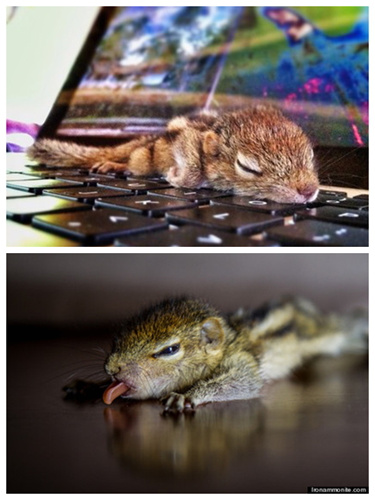 �������ϵС����Ӣ������������ĸ���žۣ�ͼ��