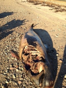 四头鲸鱼死于加拿大海滩因无人清理已腐烂(图)