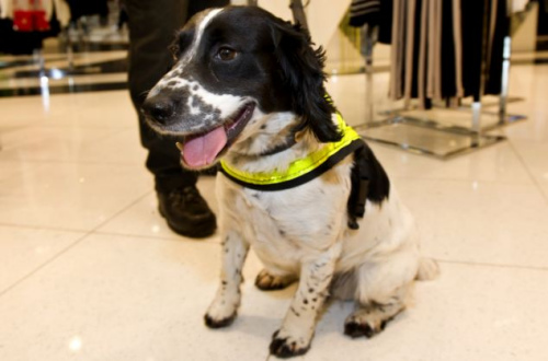 Ӣ����ȮҲ�����Ͻ�ÿ��500�������ơ�ֵ��