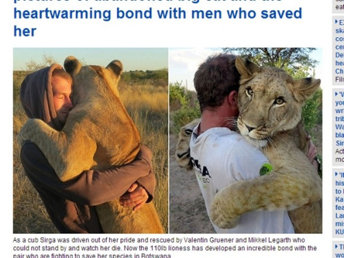 ��ʨ�⵽ʨȺ�����������뱣��Ա����������