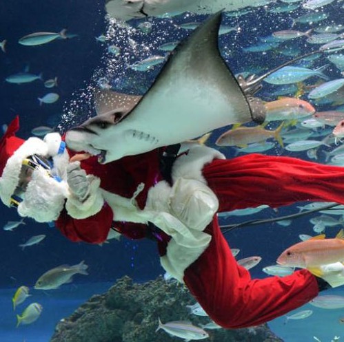 日本水族馆圣诞老人现身水中与小朋友欢庆圣诞