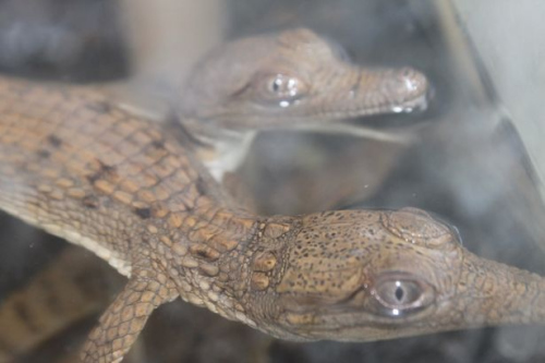 ������Ӿ����9ֻ���㱦�������˸�����磨ͼ��