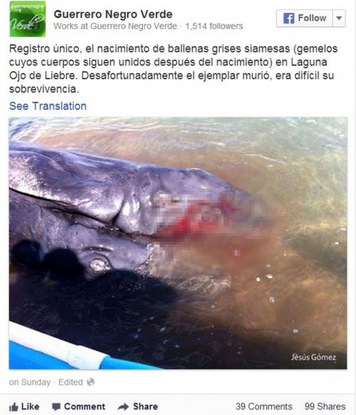 墨西哥现“连体幼鲸”拥有双头双尾鳍(图)