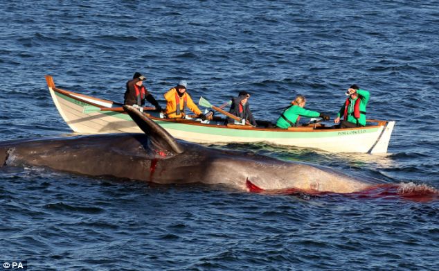 遭撞击死亡鲸鱼搁浅海滩血流不止染红海水(图)