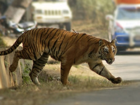 ӡ�����������ϻ�ҧ�����ֲ�����ǹ�ּƻ���׽